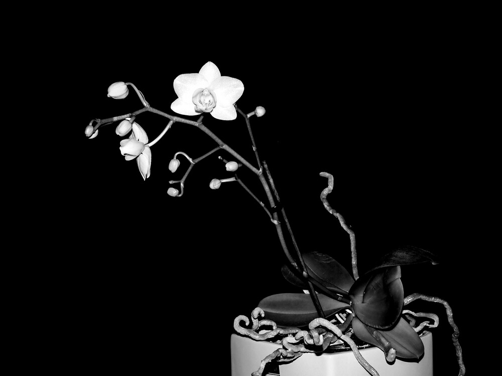 Schwarz / Weiß "Orchidee"
Perla
Schlüsselwörter: 2024