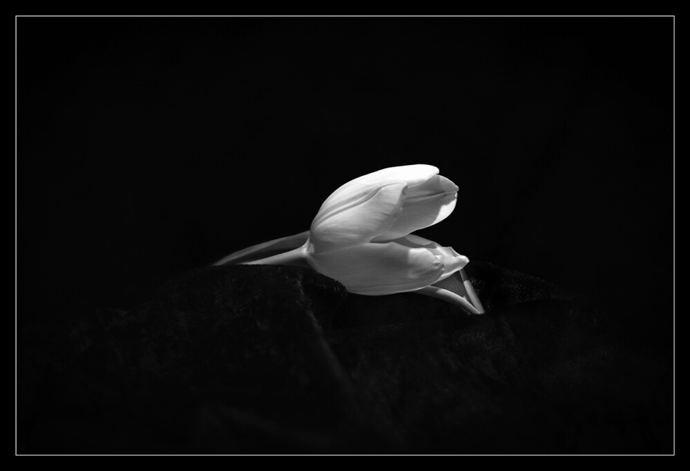 Schwarz / Weiß "Weiße Tulpe"
Marianne
Schlüsselwörter: 2024