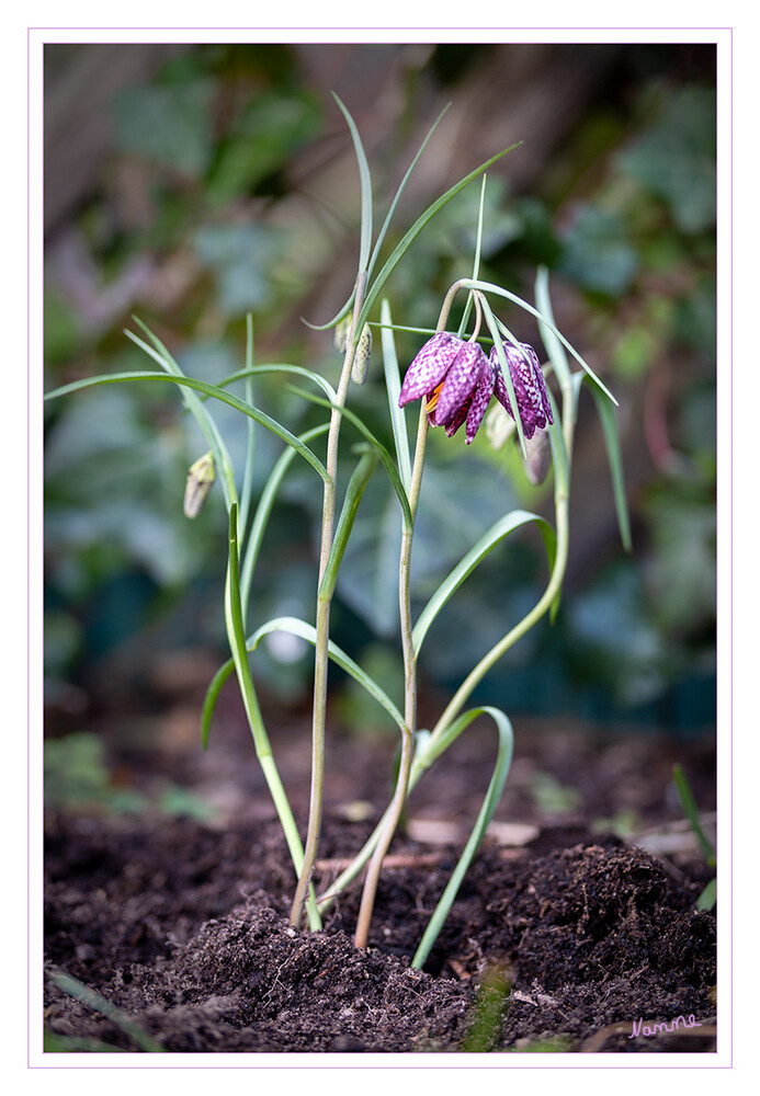 Schachbrettblume
Die Schachblume (Fritillaria meleagris), auch Schachbrettblume oder Kiebitzei genannt, ist eine Pflanzenart aus der Familie der Liliengewächse (Liliaceae). Sie wird als Zierpflanze verwendet und wurde zur Blume des Jahres 1993 gewählt. laut Wikipedia
Schlüsselwörter: 2021