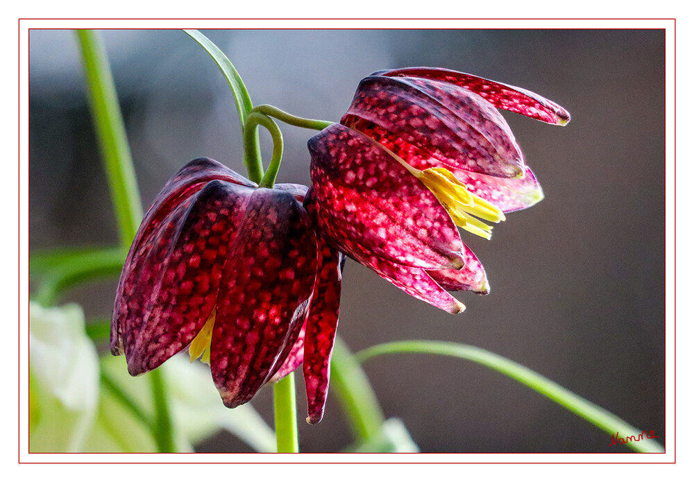 Schachbrettblume
Das größte zusammenhängende Vorkommen in Deutschland befindet sich in den Feuchtwiesen der beiden aneinander angrenzenden Naturschutzgebiete Sinngrund (Unterfranken) und Sinnwiesen von Altengronau (Hessen) an der Sinn. Der größte Bestand östlich der Elbe kommt in der unmittelbaren Nähe der Stadt Ziesar in Brandenburg vor. laut Wikipedia
