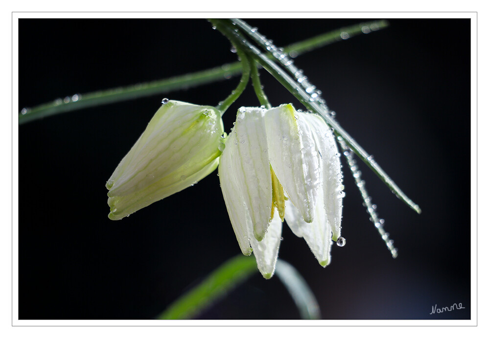 Schachbrettblume in weiß
Die Schachblume, auch Schachbrettblume oder Kiebitzei genannt, ist eine Pflanzenart aus der Familie der Liliengewächse. Sie wird als Zierpflanze verwendet und wurde zur Blume des Jahres 1993 gewählt. laut Wikipedia
