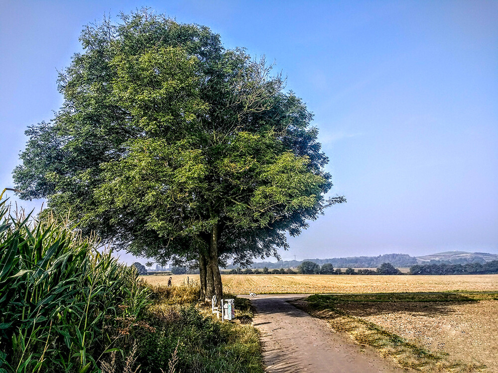 Schatten "Großer Baum m. kleinem Schatten"
Manni
Schlüsselwörter: 2021