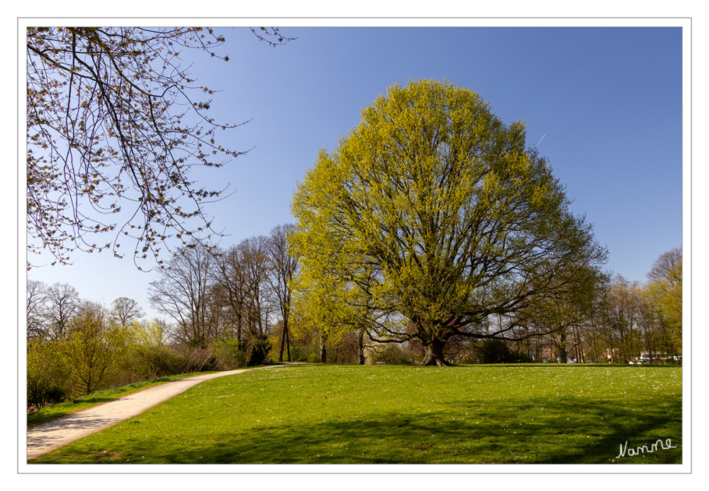 Schöner, großer Baum
Schlüsselwörter: 2025