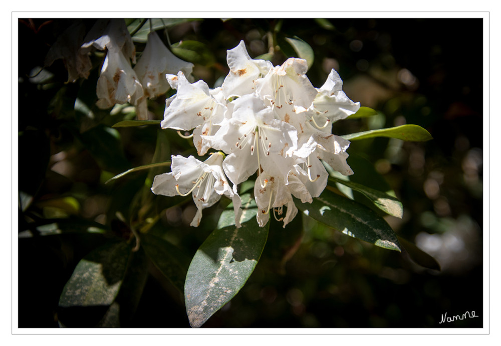 Weißer Rhododendron
Die Rhododendren (Singular laut Duden: der oder das Rhododendron, von griechisch ῥόδον = rhodon „Rose“ und δένδρον = dendron „Baum“) sind eine Pflanzengattung innerhalb der Familie der Heidekrautgewächse (Ericaceae).Sie ist mit über 1000 Arten eine vergleichsweise große Gattung. lt. Wikipedia
Schlüsselwörter: 2026