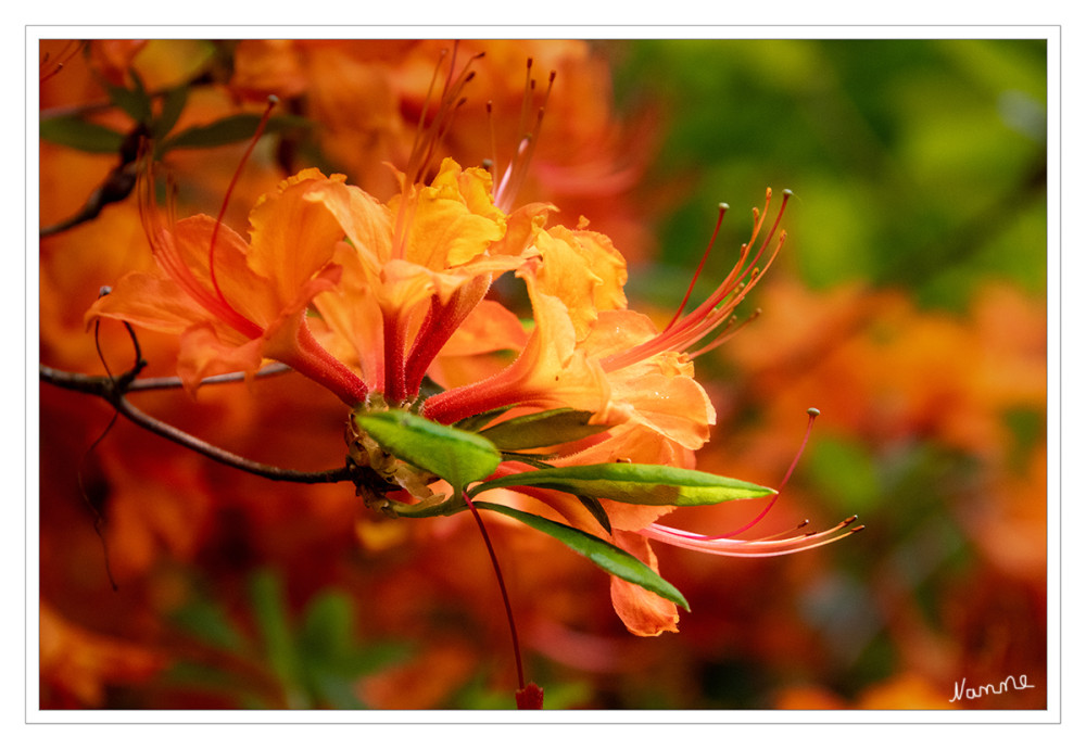Rhododendron in orange
Orangerot bis goldgelb leuchtende Rhododendren und Azaleen setzen im Frühjahr (April bis Juni) faszinierende Akzente. Sie bevorzugen halbschattige Standorte und lockern als winterharte Farbtupfer jeden Garten auf. 
Schlüsselwörter: 2026