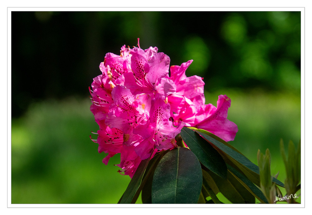 Rhododendronblüte
Die Rhododendronblüte findet typischerweise von Ende April bis Anfang Juni statt, wobei die Hauptblüte meist im Mai ihren Höhepunkt erreicht. Die einzelnen Sträucher blühen im Durchschnitt etwa vier Wochen lang.
Schlüsselwörter: 2026