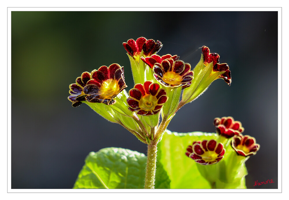 Schlüsselblume
Ökologisch wichtig ist die Hohe Schlüsselblume vor allem wegen ihrer frühen Blütezeit ab März, wo sie Insekten häufig die erste Nahrung liefert. Hauptbestäuber sind Hummeln und Tagfalter, die mit ihren Mundwerkzeugen den tief in den Röhren verborgenen Nektar erreichen.
