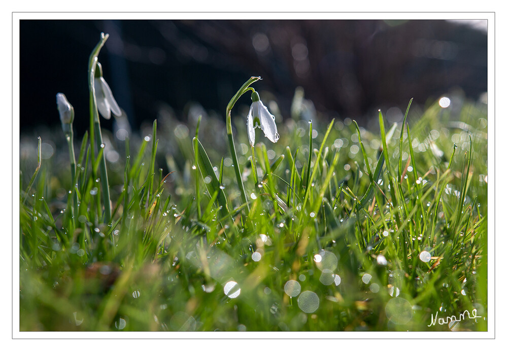 Schneeglöckchen
Der botanische Name Galanthus ist abgeleitet aus den griechischen Wörtern gála für Milch und ánthos für Blüte. Der deutsche Name „Schneeglöckchen“ bezieht sich auf das den Frühling anzeigende Herausragen von Galanthus nivalis aus dem Schnee. Die Heimat der Arten ist Europa und Südwestasien, von Kleinasien über den Kaukasus bis zur Region um das Kaspische Meer. laut Wikipedia
