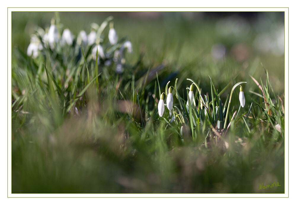 Minimalistischer Schärfebereich
Schneeglöckchen wurden bereits in der Antike beschrieben und gehören zu den Amaryllisgewächsen (Amaryllidaceae). Ihr botanischer Name stammt aus dem Griechischen: "gala" bedeutet Milch und "anthos" Blüte. Diese Bezeichnung bezieht sich auf die Blütenfarbe, die bei allen vorkommenden Arten milchweiß ist und bereits im Spätwinter in Form von üppigen Blütenteppichen oder vereinzelten Blumen über der tauenden Schneedecke zu sehen ist. laut mein-schoener-garten
Schlüsselwörter: 2022