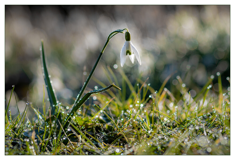 Frühlingserwachen "Schneeglöckchen"
Marianne
Schlüsselwörter: 2021