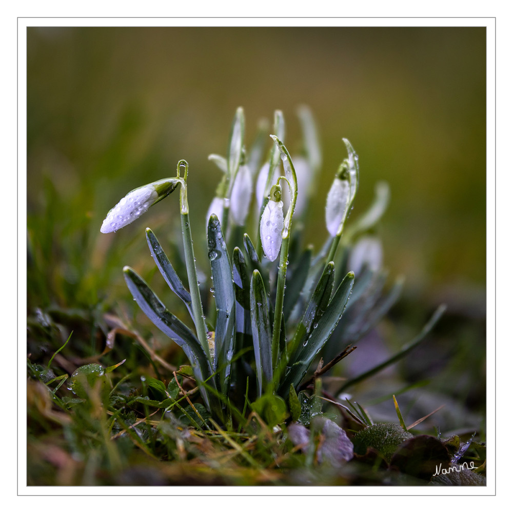 Schneeglöckchen
(Galanthus)  Sie kommen in Waldwiesen, Auen und Laubwäldern vor und bevorzugen feuchte und schattige Standorte. Sie werden häufig als erste Frühlingsboten betrachtet und deshalb auch gerne in Grünanlagen und Gärten gepflanzt. In der Phänologie bedeutet die Erst-Blüte den Anfang des Vorfrühlings. lt. Wikipedia
Schlüsselwörter: 2026