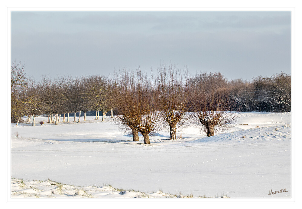 Kopfweiden
in Schneelandschaft.
Als Kopfweide bezeichnet man eine Weide, deren Stamm als Jungbaum auf einer Höhe von etwa 1 bis 3 Metern eingekürzt wurde und deren Zweige in der Folge regelmäßig beschnitten werden. Auch andere Baumarten wie Eschen, Pappeln oder Linden werden geschneitelt, sodass sich daraus Kopfbäume entwickeln. laut Wikipedia
Schlüsselwörter: Winter; Schnee;2021