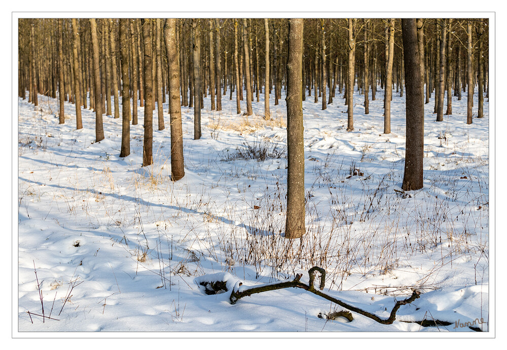 In Reih und Glied
bei schönen Wetter und Schnee.
Schlüsselwörter: Winter; Schnee;2021