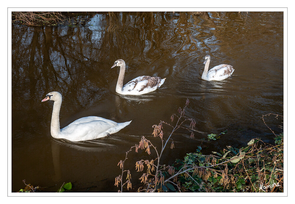 5 - Familienausflug
Der Höckerschwan ist der in Deutschland am häufigsten vorkommende Schwan. Er brütet an Gewässern aller Art und zeigt sich relativ unanfällig Störungen gegenüber. laut Nabu
Schlüsselwörter: Schwäne