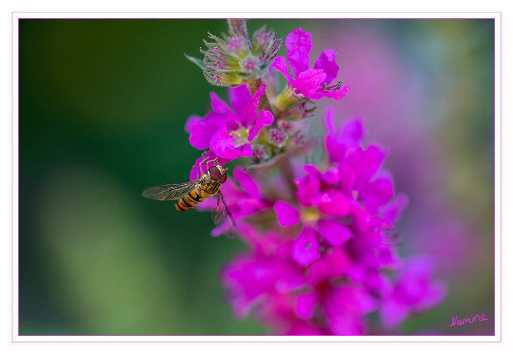 Schwebfliege
Die Schwebfliegen, auch Stehfliegen oder Schwirrfliegen genannt, sind eine Familie der Insektenordnung Zweiflügler. Innerhalb dieser werden sie den Fliegen zugeordnet. Weltweit sind etwa 6000 Arten beschrieben, davon 1800 für die Paläarktis (Die paläarktische Region, auch Paläarktis genannt, bezeichnet in der Biogeographie eine altweltliche zoogeographische Region, die traditionell Europa, Nordafrika und Asien sowie die vor diesen Gebieten liegenden Inseln umfasst). laut Wikipedia
