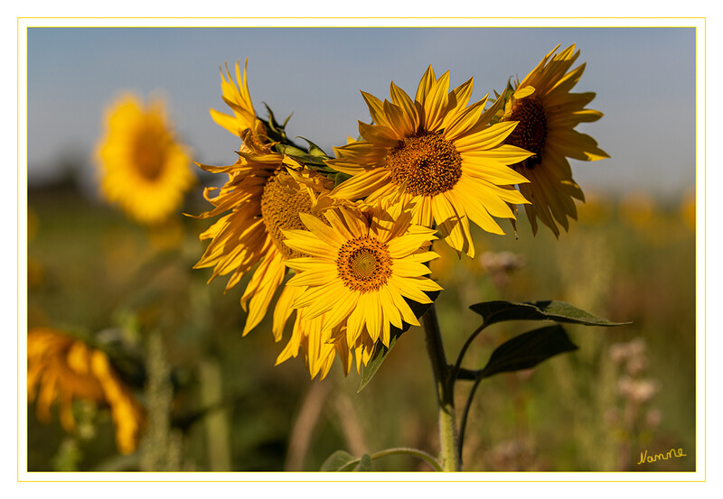 Fleißig
Sie ist eine typische Pflanze warmer Standorte, d. h., sie ist ein Wärmekeimer, sie hat ihr maximales Wachstum bei 20 Grad Celsius und ihre Keimblätter legen sich nachts zusammen. laut Wikipedia
Schlüsselwörter: Sonnenblume