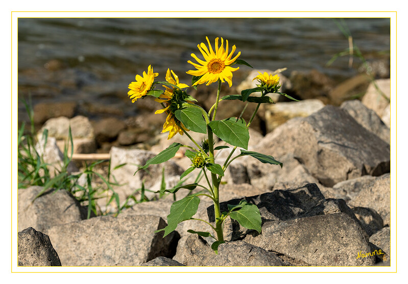 Die Natur
findet einen Weg.
Sonnenblume am Rhein
Schlüsselwörter: Sonnenblume