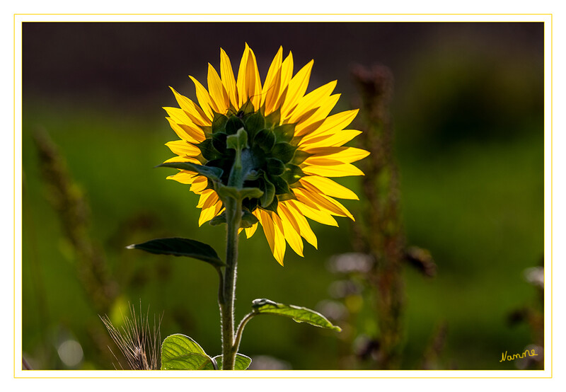 Lichtdurchflutet
Die Eigenart der Sonnenblume, sich immer dem Sonnenlicht zuzuwenden, nennt man Heliotropismus. An sonnigen Tagen verfolgt die Knospe die Sonne von Ost nach West, während sie sich nachts oder in der Morgendämmerung nach Osten zurückdreht. laut Wikipedia
Schlüsselwörter: Sonnenblume