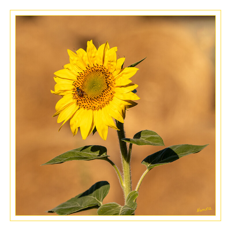 32 - Sonnenblume mit Besucher
2020
Schlüsselwörter: Sonnenblume