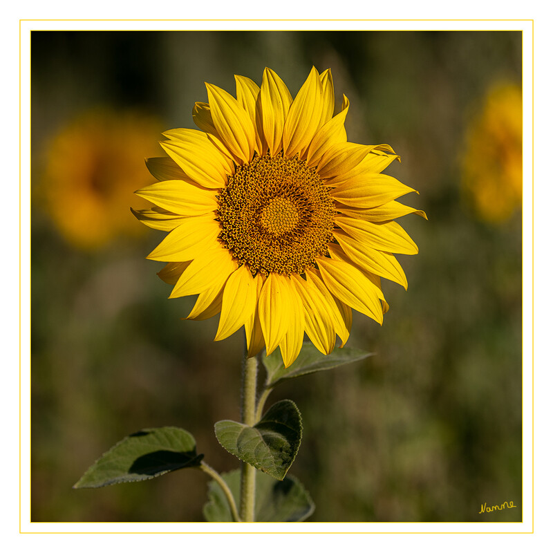 Sonnenblume
Die ursprünglich aus Amerika stammende Sonnenblume wurde im 16. Jahrhundert von Seefahrern nach Europa gebracht. Bereits kurze Zeit später entdeckte man die Verwendungsmöglichkeit der Kerne in Backwaren und die Blume war schnell in jedem Bauerngarten zu finden. Heutzutage steht sie als Zierpflanze immer noch in vielen Gärten. laut kostbarenatur
Schlüsselwörter: Sonnenblume