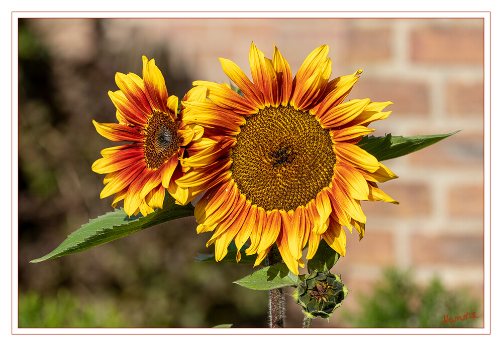 Dreigestirn
Schlüsselwörter: Sonnenblumen