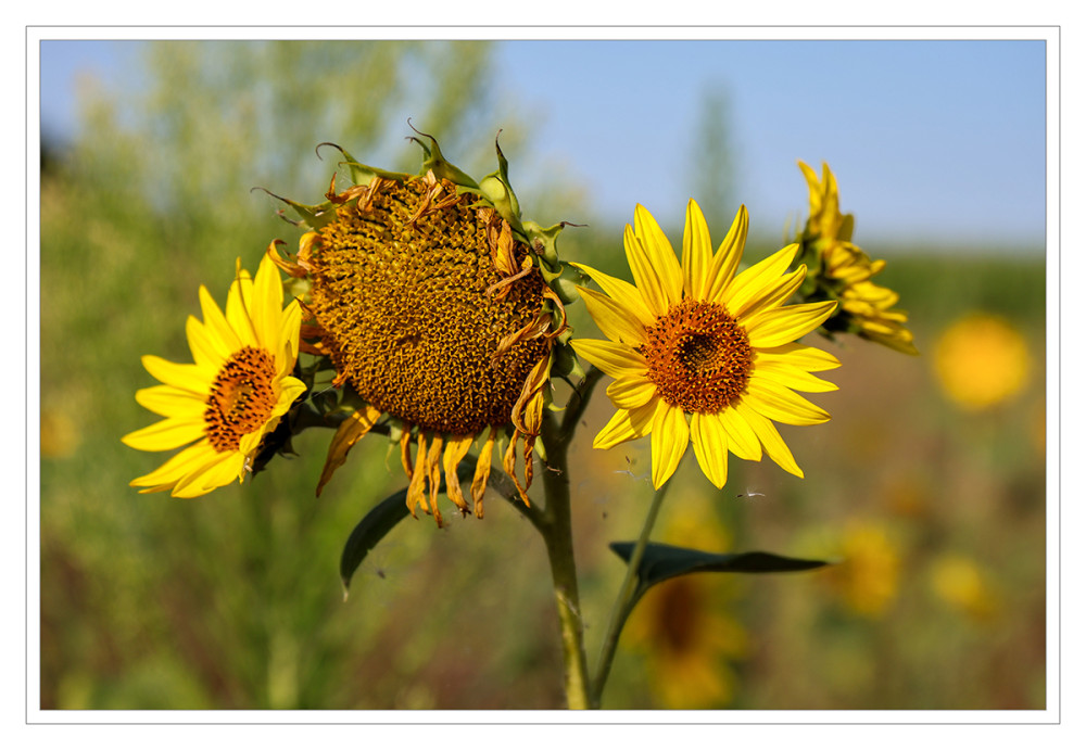 32 - Sonnenblumen am Wegesrand
Schlüsselwörter: 2026
