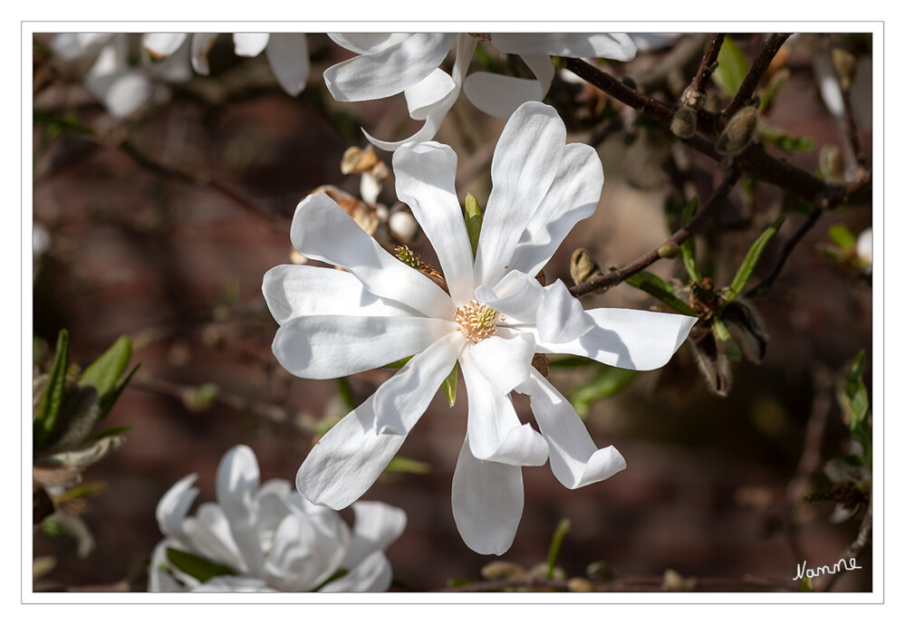 Stern-Magnolie
Die Stern-Magnolie ist eine Pflanzenart aus der Gattung der Magnolien. Dieser laubabwerfende Strauch stammt aus Japan und wird heute verbreitet als Ziergehölz gepflanzt. laut Wikipedia
Schlüsselwörter: 2022