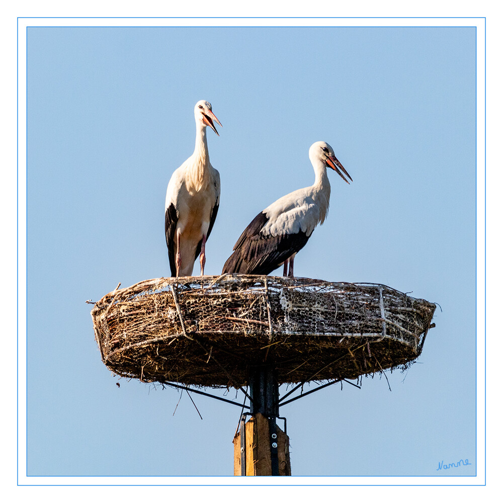 Störche
Die Störche sind die einzige Familie der Ciconiiformes und mit sechs Gattungen und 19 Arten in allen Kontinenten außer Antarktika verbreitet. Charakteristisch für diese Vögel sind der lange Hals, die langen Beine und der große, oft langgestreckte Schnabel. laut Wikipedia
