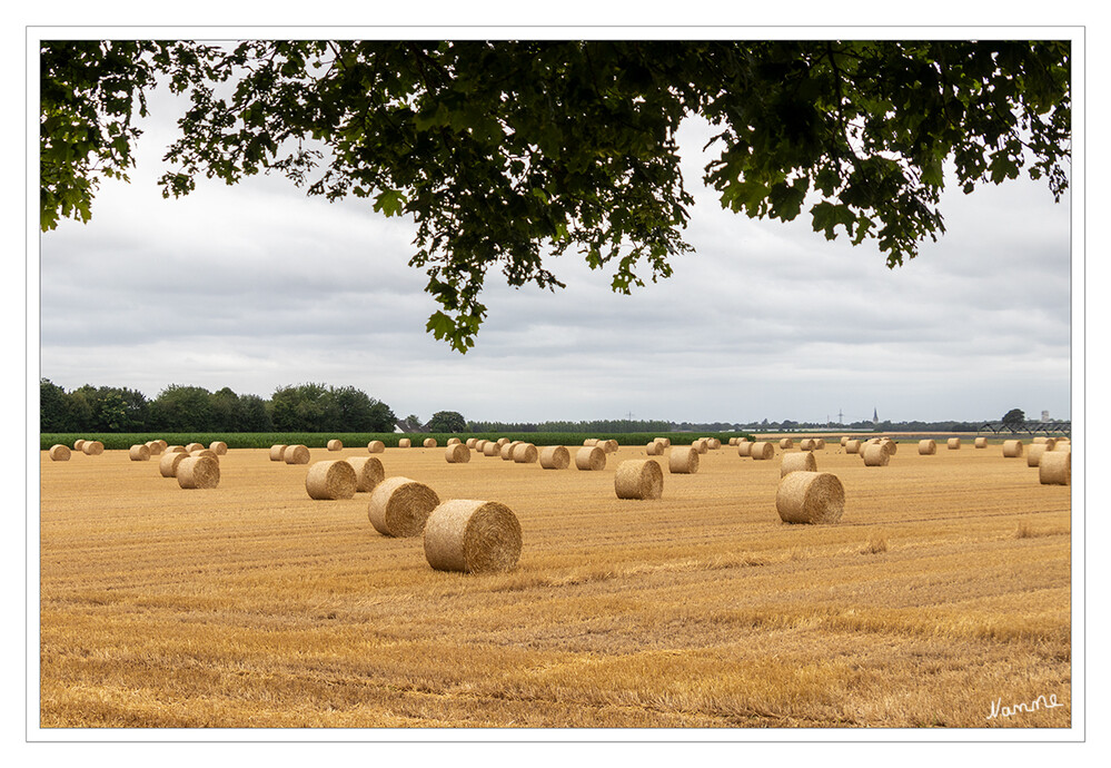 Erntezeit
Schlüsselwörter: Strohballen; Feld