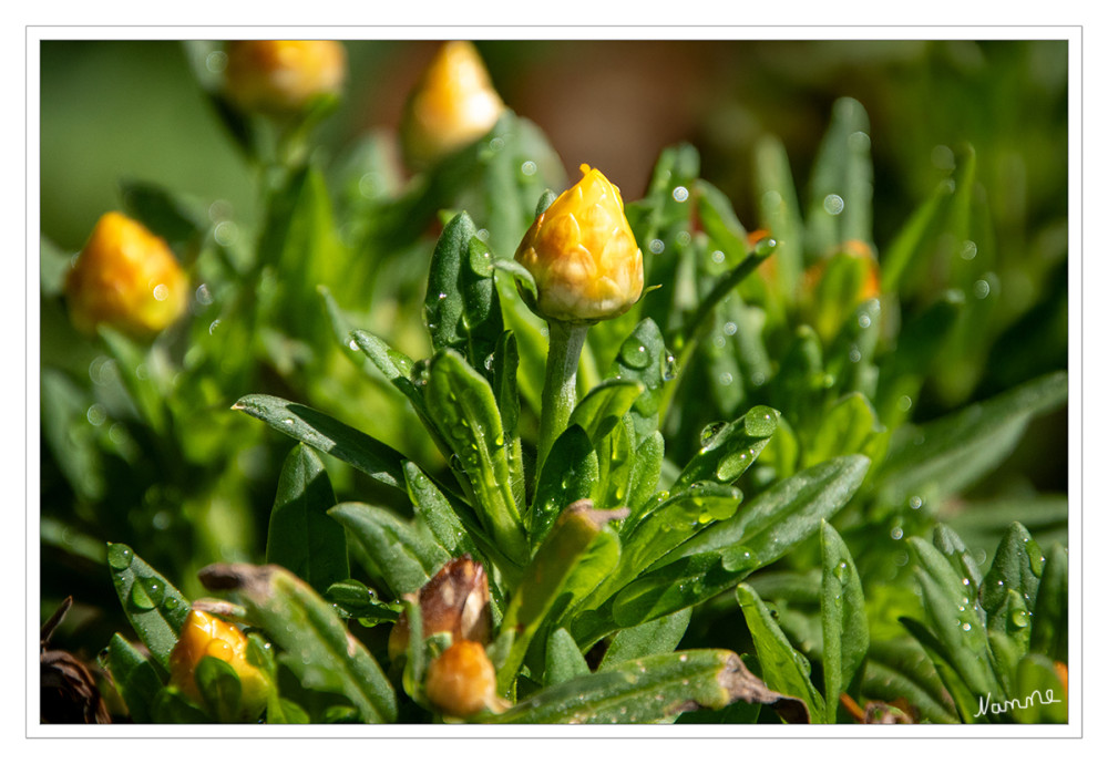 Strohblumen
Die Pflanzengattung der Strohblumen (Helichrysum) gehört zur Familie der Korbblütler (Asteraceae). Die etwa 600 Arten sind hauptsächlich in der Alten Welt, besonders im Südlichen Afrika und Madagaskar beheimatet. Einige Arten behalten beim Trocknen die Färbung der Blütenkörbe und eignen sich gut für Trockensträuße. Sie werden auch als Immortellen (Unsterblichen; da die Blüten nicht verwelken) bezeichnet. Die Sorten einiger Arten eignen sich als Beet- und Balkonpflanzen. lt. Wikipedia
Schlüsselwörter: 2026
