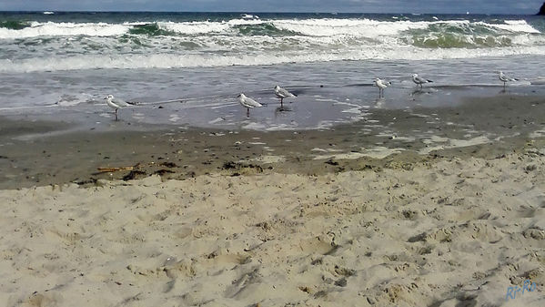 Möwenversammlung
Schlüsselwörter: Ostsee, Möwe