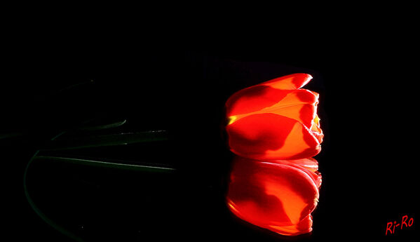 Lichtexperiment
Spiel mit Licht und Spiegel
Schlüsselwörter: Tulpe