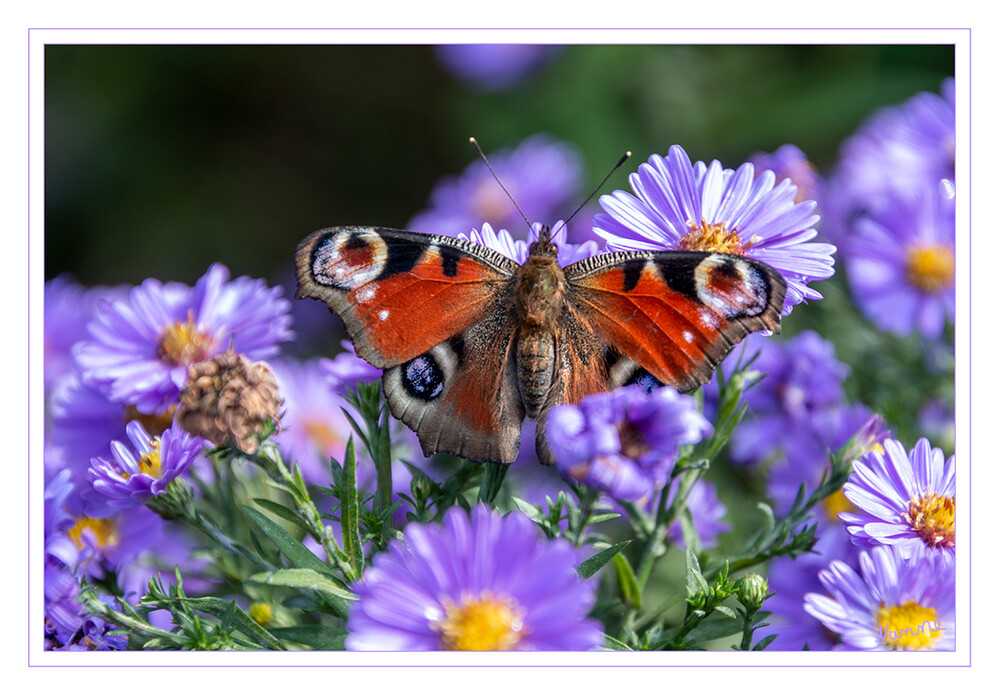 Die Sonne nochmals genießen
Das Tagpfauenauge ist ein Schmetterling aus der Familie der Edelfalter. Der Artname leitet sich von Io, einer Geliebten des Zeus aus der griechischen Mythologie ab. Das Tagpfauenauge wurde zum Schmetterling des Jahres 2009 gewählt. laut Wikipedia
Schlüsselwörter: Tagpfauenauge