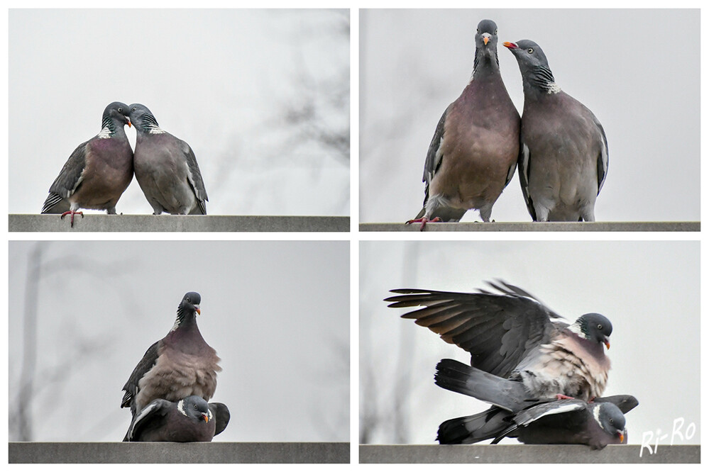 Ringeltauben
nach der Paarung legt das Weibchen zwei Eier in ein flaches Nest aus dünnen Zweigen. Die Küken schlüpfen etwa 16 Tage später. (tierchenwelt)
