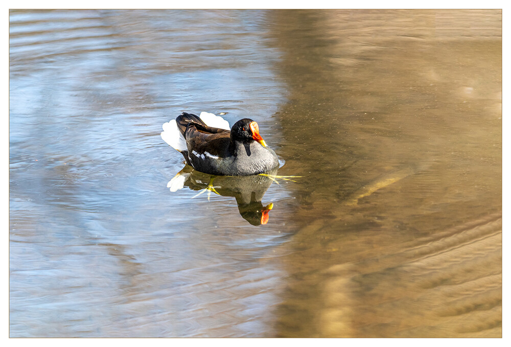 Teichhuhn
Das Teichhuhn ist etwas heimlicher und lieber in der Ufervegatation unterwegs als das Blesshuhn. In Parks kommt es allerdings immer häufiger vor und ist dort wesentlich entspannter zu beobachten. laut Nabu
Schlüsselwörter: Teichhuhn; Teichralle