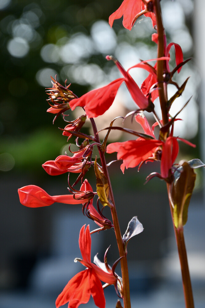 Alles was blüht „Die rote Blüte in unserem Teich“.
Janine
Schlüsselwörter: 2021