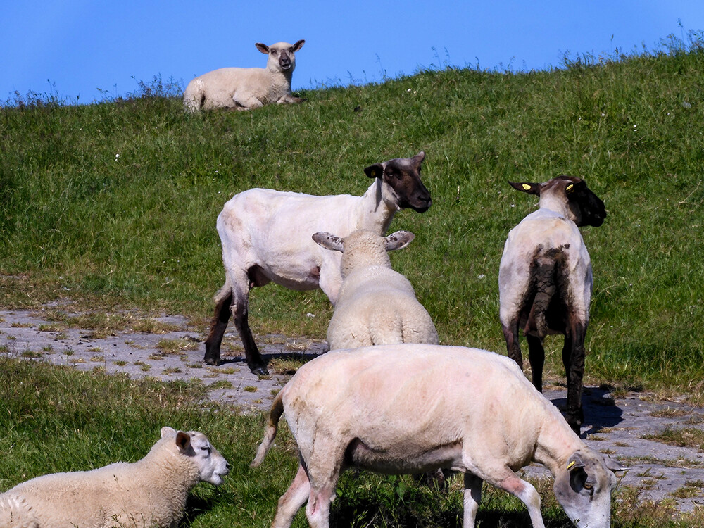 Tiere „Deichpflege“
Perla
Schlüsselwörter: 2021