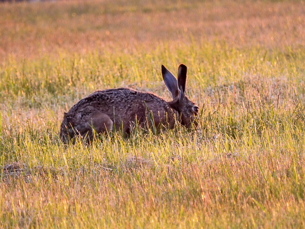  Tiere „Hase im Abendlicht“
Perla
Schlüsselwörter: 2021