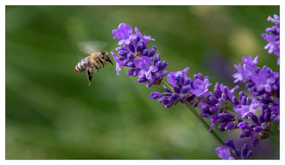 Tiere "Anflug auf den Lavendel"
Marianne
Schlüsselwörter: 2021