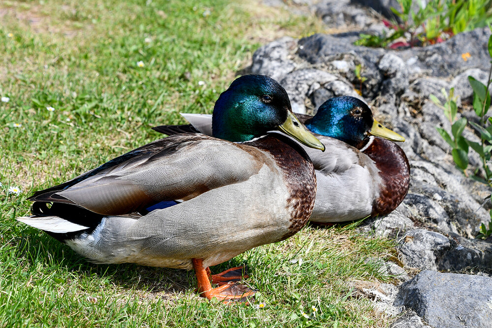 Tiere „Erpel“
Roland
Schlüsselwörter: 2021