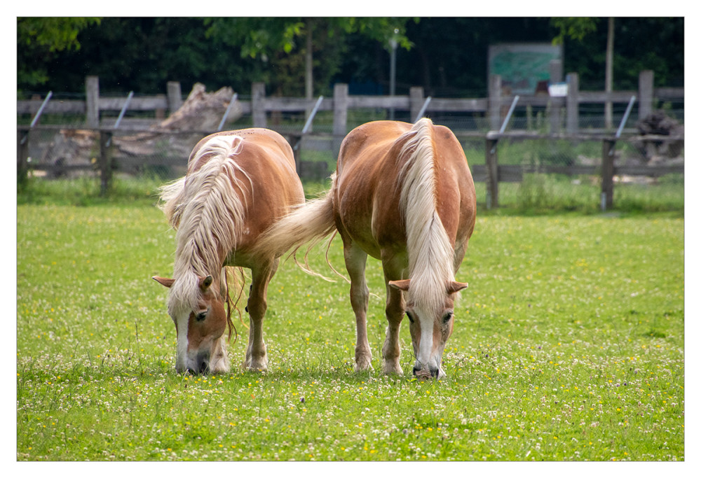 Tiere "Haflinger"
Schlüsselwörter: 2026