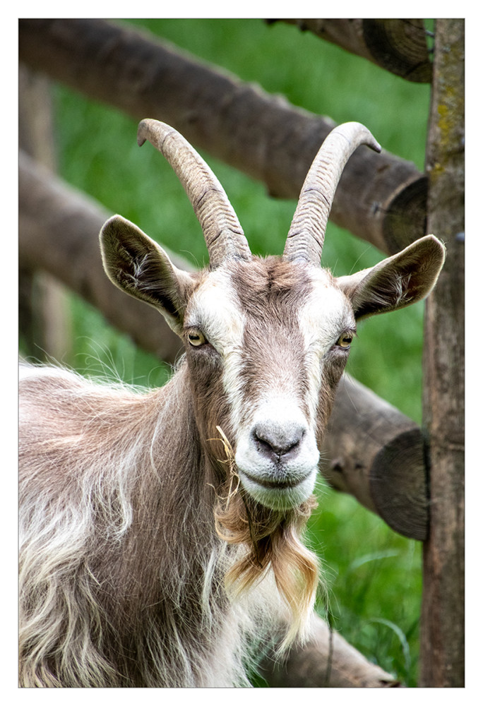 Tiere "Ziegenportait"
Marianne
Schlüsselwörter: 2026