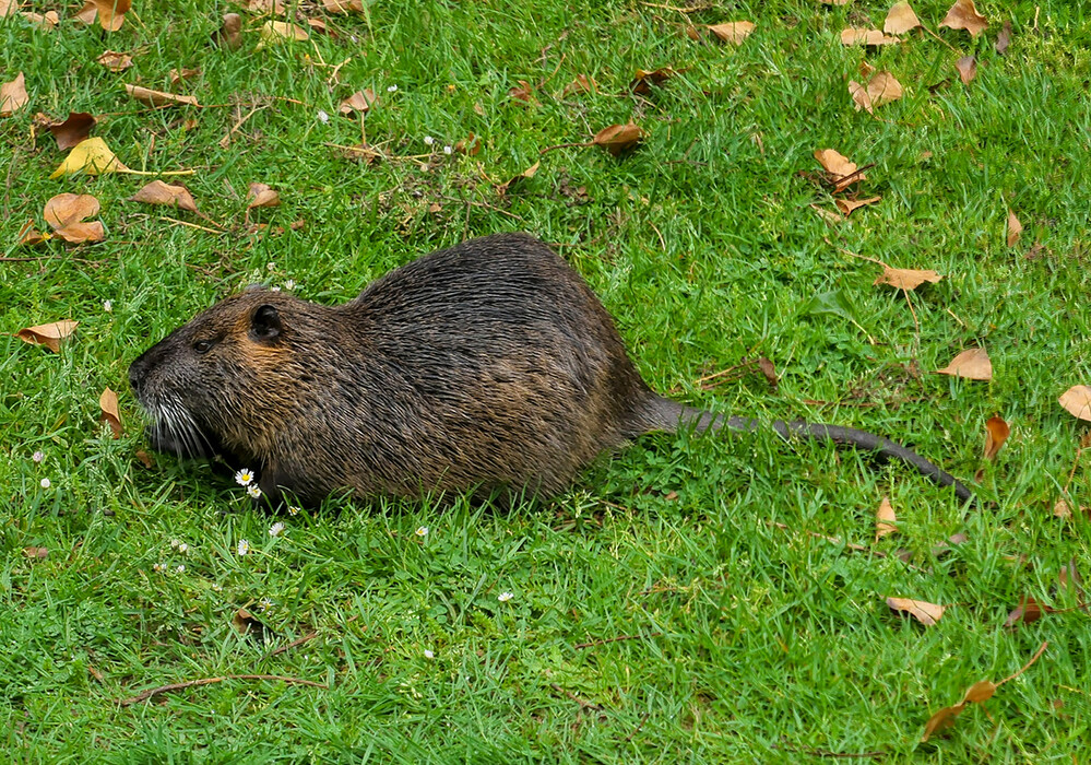 Tiere "Nutria"
Manni
Schlüsselwörter: 2021