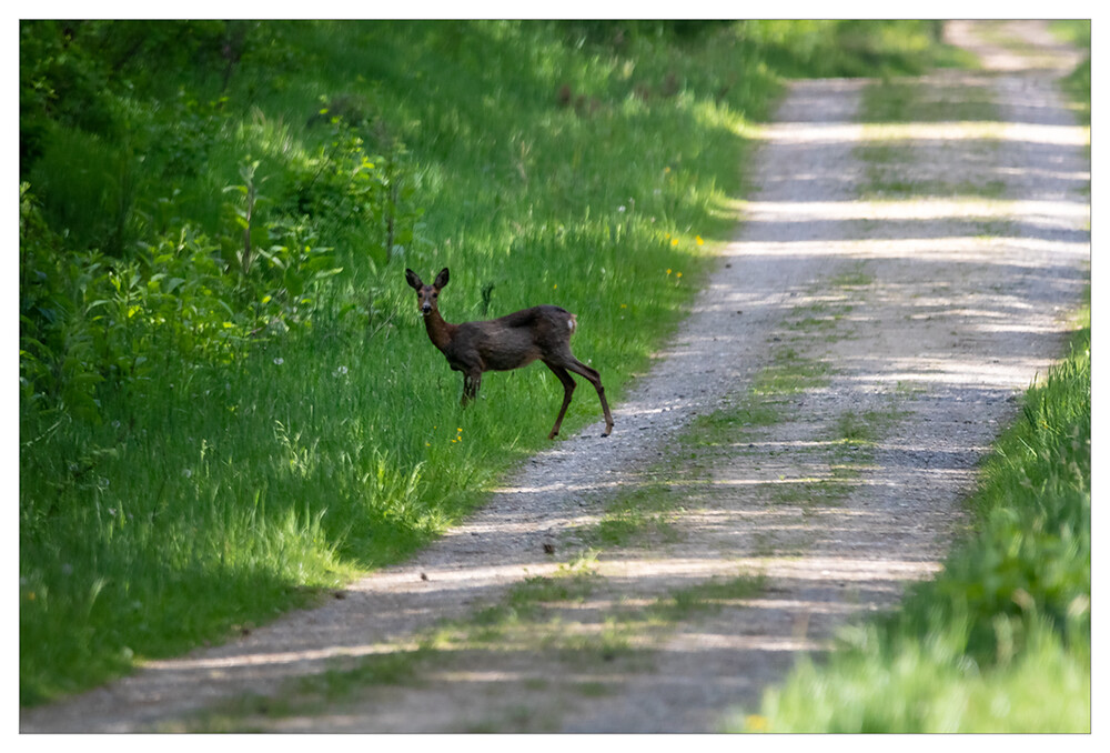 Tiere "Überrascht"
Marianne
Schlüsselwörter: 2021