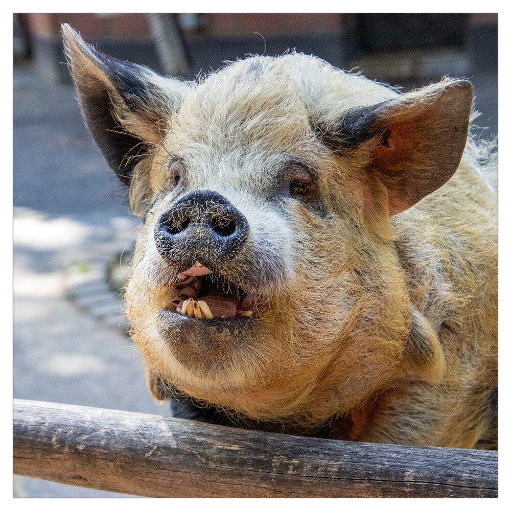 Tiere "Schwein gehabt"
Marianne
Schlüsselwörter: 2021