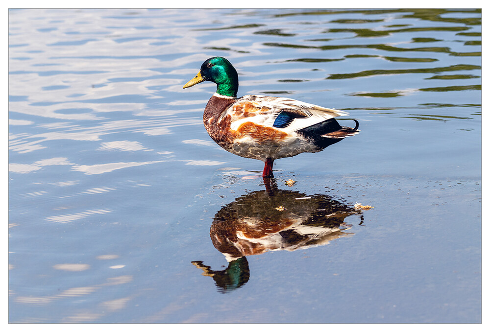 Tiere "Ente und Spiegelung"
Marianne
Schlüsselwörter: 2021