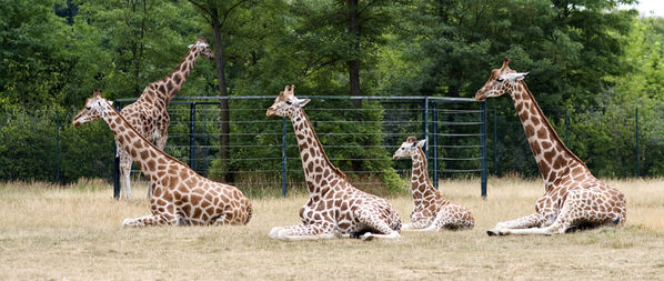 Immer mit der Ruhe......
Die im Tierpark Berlin gehaltene Rothschild- oder Uganda-Giraffe zeigt hell- bis dunkelbraune Platten, welche durch weißgelbliche Banden abgegrenzt sind. Vereinzelte Platten werden jedoch von den hellen Banden eingeschnitten. Die Verbreitung dieser Unterart ist auf Uganda und Grenzgebieten zu Kenia begrenzt. 
Schlüsselwörter: Giraffen