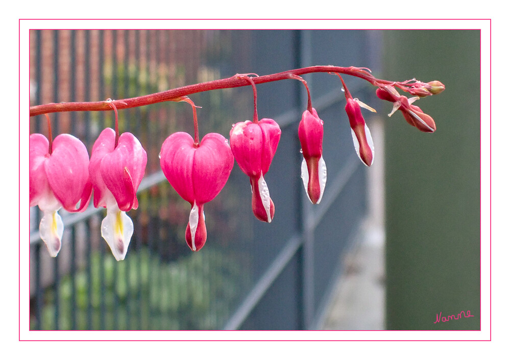 Gefängnisausbruch
Das Tränende Herz, auch Zweifarbige Herzblume, Herzerlstock, Flammendes Herz oder Marienherz genannt, ist die einzige Art der Gattung Lamprocapnos Endl. der Familie der Mohngewächse und eine beliebte Zierpflanze. Sie ist Giftpflanze des Jahres 2017. laut Wikipedia
