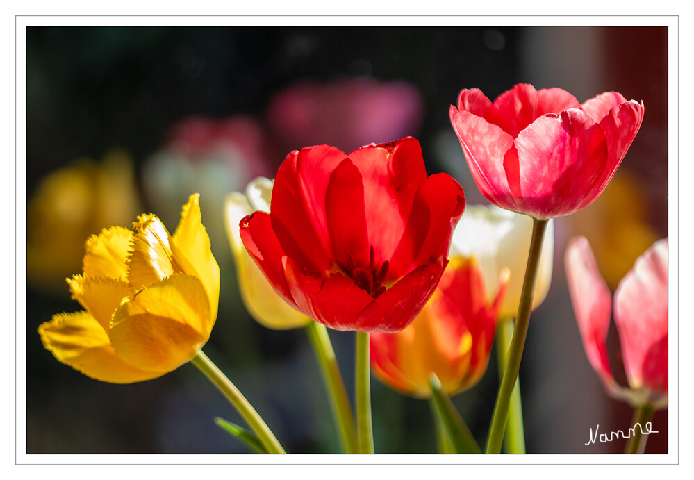 Tulpen
Für viele sind Tulpen der Inbegriff der Frühlingsblume. Ursprünglich gab es Tulpen nur in einem begrenzten Farbspektrum (hauptsächlich Rot- und Gelbtöne) und sie waren kleiner. Inzwischen finden Sie dank sorgfältiger Züchtung und Kreuzung ein Tulpenangebot in unzähligen Farben: weiß, rosa, rot, lavendelfarben, grün, orange, lila und sogar regenbogen- oder eiscremefarben. Auch die Stil- und Formenvielfalt lässt kaum Wünsche offen: gefüllte Tulpen, päonienartige Tulpen und selbstverständlich die exotischen Papageien-Tulpen.  laut dutchgrowe
Schlüsselwörter: 2024