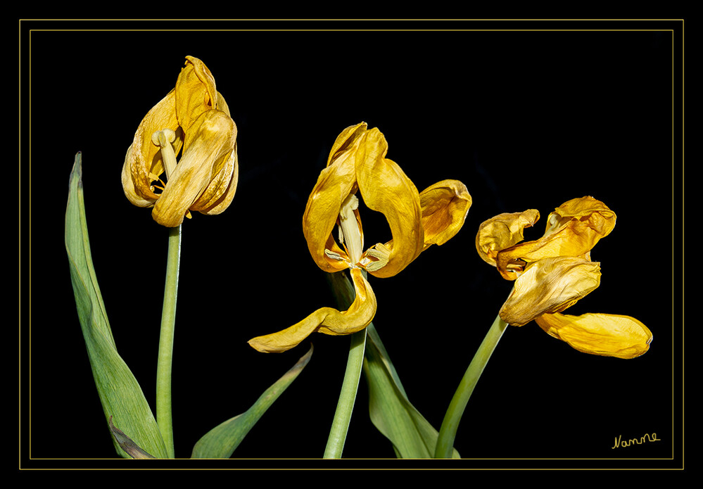 Eins-zwei-drei
Verblühte Schönheiten
Schlüsselwörter: Tulpen